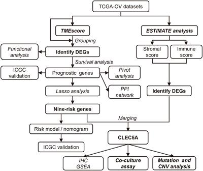 Frontiers Identification Of An Immune Related Prognostic Gene Clec A